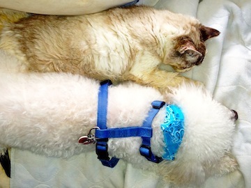 a little cat and dog are pressed against each other as they sleep